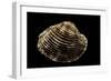 Antigona Lamellaris-Paul Starosta-Framed Photographic Print