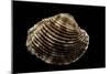 Antigona Lamellaris-Paul Starosta-Mounted Photographic Print