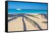 Antigua, Jolly Bay Beach, Palm Trees Casting Shadows-Alan Copson-Framed Stretched Canvas