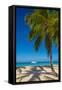 Antigua, Jolly Bay Beach, Palm Trees Casting Shadows-Alan Copson-Framed Stretched Canvas