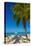 Antigua, Jolly Bay Beach, Palm Trees Casting Shadows-Alan Copson-Stretched Canvas