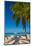 Antigua, Jolly Bay Beach, Palm Trees Casting Shadows-Alan Copson-Mounted Photographic Print