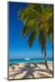 Antigua, Jolly Bay Beach, Palm Trees Casting Shadows-Alan Copson-Mounted Photographic Print