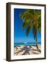 Antigua, Jolly Bay Beach, Palm Trees Casting Shadows-Alan Copson-Framed Photographic Print