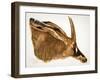 Antilope Hippotrague (Am Dafok), from Dessins Et Peintures D'afrique, Executes Au Cours De L'expedi-Alexander Yakovlev-Framed Giclee Print