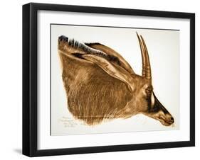 Antilope Hippotrague (Am Dafok), from Dessins Et Peintures D'afrique, Executes Au Cours De L'expedi-Alexander Yakovlev-Framed Giclee Print