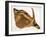 Antilope Hippotrague (Am Dafok), from Dessins Et Peintures D'afrique, Executes Au Cours De L'expedi-Alexander Yakovlev-Framed Giclee Print