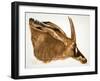 Antilope Hippotrague (Am Dafok), from Dessins Et Peintures D'afrique, Executes Au Cours De L'expedi-Alexander Yakovlev-Framed Giclee Print