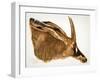 Antilope Hippotrague (Am Dafok), from Dessins Et Peintures D'afrique, Executes Au Cours De L'expedi-Alexander Yakovlev-Framed Giclee Print