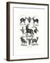 Antilopina, 1899-1904-null-Framed Giclee Print