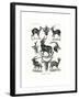 Antilopina, 1899-1904-null-Framed Giclee Print