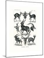 Antilopina, 1899-1904-null-Mounted Giclee Print