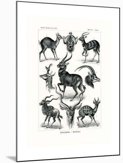 Antilopina, 1899-1904-null-Mounted Giclee Print