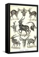 Antilopina-Ernst Haeckel-Framed Stretched Canvas