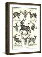 Antilopina-Ernst Haeckel-Framed Art Print