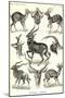 Antilopina-Ernst Haeckel-Mounted Art Print