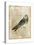 Antiquarian Birds I-null-Stretched Canvas