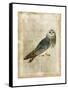 Antiquarian Birds I-null-Framed Stretched Canvas