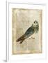 Antiquarian Birds I-null-Framed Art Print
