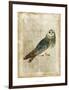 Antiquarian Birds I-null-Framed Art Print