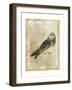 Antiquarian Birds I-null-Framed Art Print