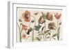 Antiquarian Blooms I-Katie Pertiet-Framed Art Print