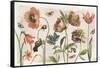 Antiquarian Blooms I-Katie Pertiet-Framed Stretched Canvas