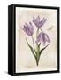 Antiquarian Blooms III Purple-Katie Pertiet-Framed Stretched Canvas