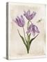 Antiquarian Blooms III Purple-Katie Pertiet-Stretched Canvas