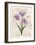 Antiquarian Blooms III Purple-Katie Pertiet-Framed Art Print
