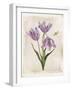 Antiquarian Blooms III Purple-Katie Pertiet-Framed Art Print