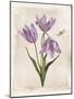 Antiquarian Blooms III Purple-Katie Pertiet-Mounted Art Print