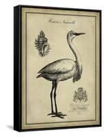 Antiquarian Egret-Vision Studio-Framed Stretched Canvas