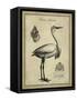 Antiquarian Egret-Vision Studio-Framed Stretched Canvas