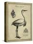 Antiquarian Egret-Vision Studio-Stretched Canvas