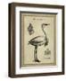 Antiquarian Egret-Vision Studio-Framed Art Print