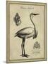 Antiquarian Egret-Vision Studio-Mounted Art Print