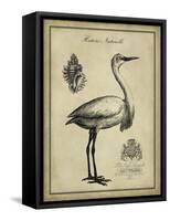 Antiquarian Egret-Vision Studio-Framed Stretched Canvas