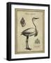 Antiquarian Egret-Vision Studio-Framed Art Print