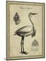 Antiquarian Egret-Vision Studio-Mounted Art Print