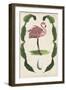 Antiquarian Menagerie - Flamingo I-Naomi McCavitt-Framed Art Print