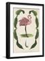 Antiquarian Menagerie - Flamingo I-Naomi McCavitt-Framed Art Print