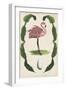 Antiquarian Menagerie - Flamingo I-Naomi McCavitt-Framed Art Print