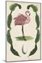 Antiquarian Menagerie - Flamingo I-Naomi McCavitt-Mounted Art Print