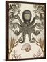 Antiquarian Menagerie - Octopus-Naomi McCavitt-Framed Art Print