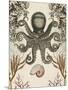 Antiquarian Menagerie - Octopus-Naomi McCavitt-Mounted Art Print