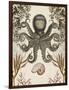 Antiquarian Menagerie - Octopus-Naomi McCavitt-Framed Premium Giclee Print