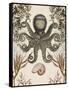 Antiquarian Menagerie - Octopus-Naomi McCavitt-Framed Stretched Canvas