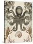 Antiquarian Menagerie - Octopus-Naomi McCavitt-Stretched Canvas
