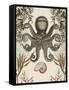 Antiquarian Menagerie - Octopus-Naomi McCavitt-Framed Stretched Canvas